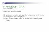 HYMENOPTERA - Welcome to the Department of Entomology and Plant