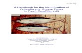 ID of Yellowfin and Bigeye Tuna - Mexico and Baja fishing reports