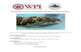 Evaluation of Sea Cucumber Fishing in Puerto Rico