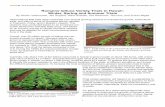 Romaine lettuce Variety Trials in Hawaii: Winter, Spring and