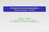 Principles of protein phosphorylation - Casegroup