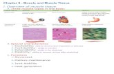 Chapter 9 - Muscle and Muscle Tissue