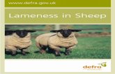 Lameness in Sheep - everysiteadlib.everysite.co.uk/resources/000/015/765/Lameness...The skin of the cleft between the claws becomes inflamed, moist and swollen, but there is no separation