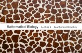 Mathematical Biology - Lecture 4homepages.ulb.ac.be/.../pdf/courses/MB/2013-MB-Lecture4.pdf · 2021. 7. 20. · Lecture 4 – biochemical ... siences and the life sciences • kinetics