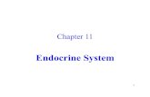Chapter 11ddamm.weebly.com/uploads/1/3/9/8/13981972/ch11_lecture_11ed.pdf · C. Hormones of the Adrenal Medulla 1. The adrenal medulla secretes epinephrine and norepinephrine into