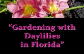 Daylilies - University of Florida€¦ · “Lipstick Traces” (Kaskel, 1994) Daylily Subform: Recurved “Scarlet Orbit” (Gates-L., 1984) Daylily Subform: Informal “Sacred Ibis”