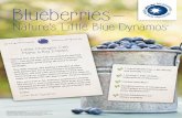 Ns atttluee ’rLi Blue Dynamos - UCANRPruebe con estas ideas. 1. Coloque una bolsa de blueberries frescas en los almuerzos de su familia, una vez a la semana. 2. Agregue un puñado