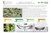 June 2021 Box tree moth Cydalima perspectalisBox tree moth Cydalima perspectalis Overview ox tree moth is native to East Asia and was accidentally introduced to the U.S. on infested