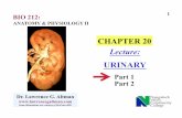 CHAPTER 20 Lecture · 2020. 12. 23. · RENAL’Vein’ In some books aka Cortical Radiate arteries . 22. 23 END In some books aka Cortical Radiate arteries . Title: Ch20a URINARY.pptx
