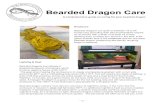 Bearded Dragon Care · Bearded dragon owners must also be conscious of nighttime temps. If the room that the enclosure is housed in does not fall below 65°F, no additional nighttime