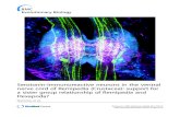 Serotonin-immunoreactive neurons in the ventral nerve cord ......Serotonin-immunoreactive neurons in the ventral nerve cord of Remipedia (Crustacea): support for a sister group relationship