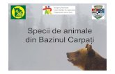 Specii de animale din Bazinul Carpaţi · 2010. 4. 29. · Cerbul comun. Ursul carpatin (Ursus arctos) În ţara noastră este mai mare populaţie de urşi din toată Europa - aprox.
