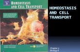 HOMEOSTASIS AND CELL TRANSPORT · 2018. 12. 7. · HOMEOSTASIS AND CELL TRANSPORT Chapter 5 Biology II . Vocabulary- Chapter 5 (23 words) Passive transport facilitated diffusion Diffusion