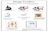 credits cells to tissues...“Virtual Histology Lab” written by James Gonyo Online activity from the Open Science Laboratory ( ...
