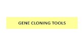 GENE CLONING TOOLS - University of Leeds · Gene Cloning: Vectors, enzymes, PCR, agarose gels Genes and polymorphisms: Southern blot, DNA sequencing, Next generation sequencing Transcript