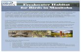 Freshwater Habitat for Birds in Manitoba · 2021. 2. 25. · Freshwater Habitat for Birds in Manitoba There are many different types of freshwater habitat which support many types