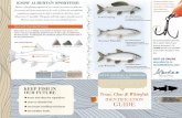 Trout, Char & Whitefish Identification Guide...Title Trout, Char & Whitefish Identification Guide Author Environment and Parks - Government of Alberta Subject Recreation Resources