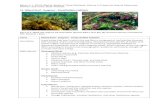 11. Mixed Reef - Seagrass - Sand/Rubble Habitats · 2016. 5. 18. · retorta), and lesser cover of Sargassum species, kelp Ecklonia radiata and warty weed Scaberia agardhii, with