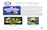 Nambour Orchid News. · 2021. 6. 6. · PO Box 140, Nambour QLD 4560. nambourorchids@gmail.com Nambour Orchid News. June 2020 Species plant of the month - Cattleya perciviliana “Summit”