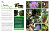 A Guide to Prunus Trail at the MacRitchie Boardwalks