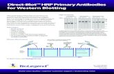 Direct-Blot™ HRP Primary Antibodies for Western Blotting