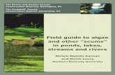 Field guide to algae and other “scums” in ponds, lakes ...