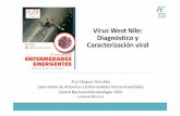 Virus West Nile: Diagnóstico y Caracterización viral