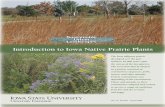 Introduction to Iowa Native Prairie Plants