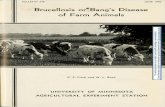 Brucellosis or{Bang' s Disease of Farm Animals