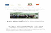 SITUATION OF BRUCELLOSIS IN BEEF-TYPE CATTLE IN …