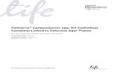 Pathatrix® Campylobacter spp. Kit (Individual Samples ...