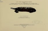 efr ON THE OF SOUTH AMERICAN (TESTUDINES: TESTUDINIDAE