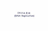 DNA ReplicationDNA Replication - pku.edu.cn