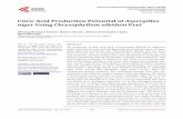 Citric Acid Production Potential of Aspergillus niger ...