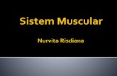 Sistem Muscular - UMY