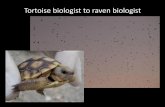 Personal History- tortoise biologist to raven biologist