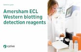 Selection guide Amersham ECL Western blotting detection ...