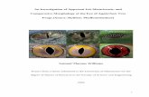 calcarifer eye morphology