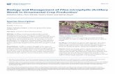 Biology and Management of Pilea microphylla (Artillery ...