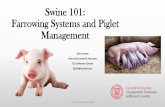 Swine 101: Farrowing Systems and Piglet Management