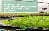Agriculture Academy’s What Is Aquaponics and How Does It Work?