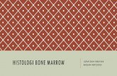 Histologi Bone Marrow - FK UNISSULA