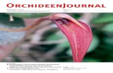 Bulbophyllum irianae and B. adolinae (Orchidaceae ...