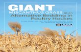 MISCANTHUS GRASS as an Alternative Bedding in Poultry …