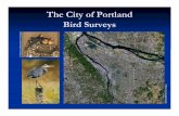The City of Portland Bird Surveys