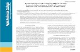 Phylogeny and classification of the Bucconidae (Aves ...