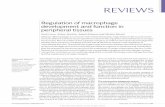 Regulation of macrophage development and function in ...