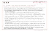 HOW TO PREVENT DISEASE IN CATTLE