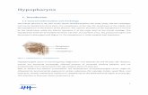 Hypopharynx - Kankerregister