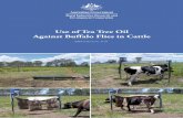 Use of Tea Tree Oil Against Buffalo Flies in Cattle